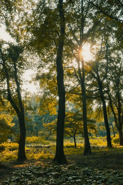 Krajina Lesa Teplém Slunečním Světle Blízkosti Hangzhou Botanická Zahrada Hangzhou — Stock fotografie