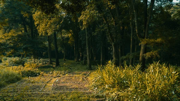 Krajina Lesa Teplém Slunečním Světle Blízkosti Hangzhou Botanická Zahrada Hangzhou — Stock fotografie