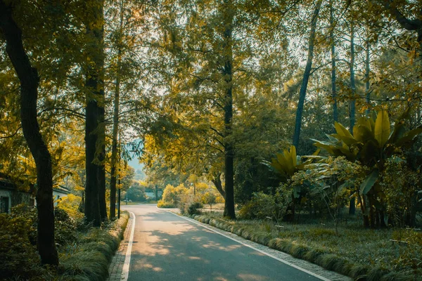 Cesta Lese Blízkosti Hangzhou Botanická Zahrada Hangzhou Zhejiang Čína — Stock fotografie