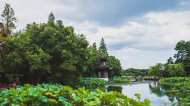 Lotus, Çin 'in Hangzhou kentindeki Batı Gölü manzaralı alanındaki parkta suda ayrılıyor.