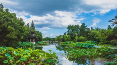 Lotus, Çin 'in Hangzhou kentindeki Batı Gölü manzaralı alanındaki parkta suda ayrılıyor.