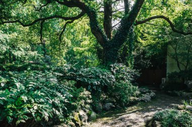 Çin 'in Hangzhou kentindeki Batı Gölü manzaralı alanındaki geleneksel bahçedeki ağaçlar arasında yol