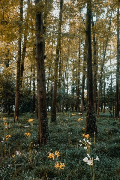 Woods Park West Lake Scenic Area Hangzhou China — Stock fotografie