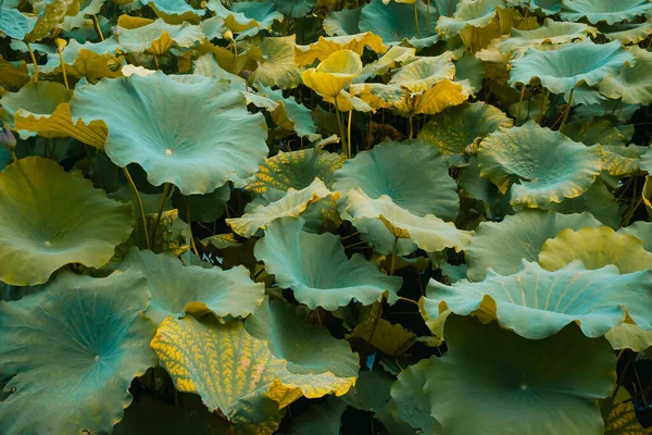 Close up of lotus leaves in West Lake in Hangzhou, China
