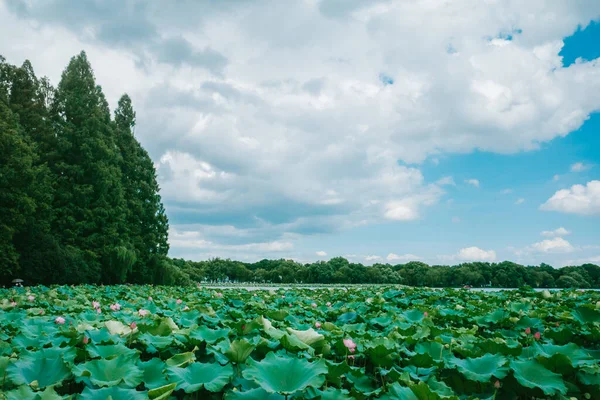 中国の西湖のハスの葉と風景のビュー — ストック写真