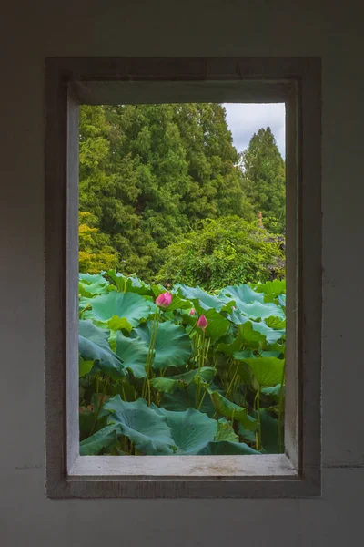 View of lotus leaves and flowers from window in West Lake scenic area in Hangzhou, China