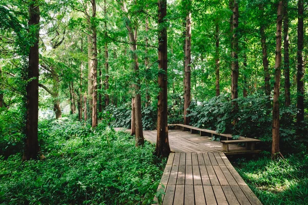 Camino Los Bosques Área Escénica West Lake Hangzhou China — Foto de Stock