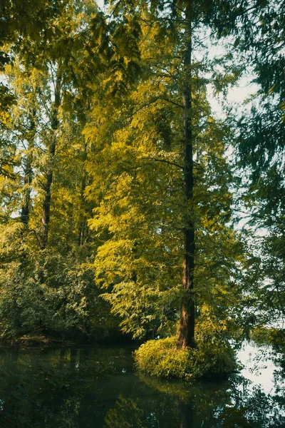 Strom Vodě Lese Západní Lake Malebné Oblasti Hangzhou Čína — Stock fotografie