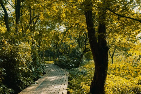 Path in woods in West Lake scenic area in Hangzhou, China