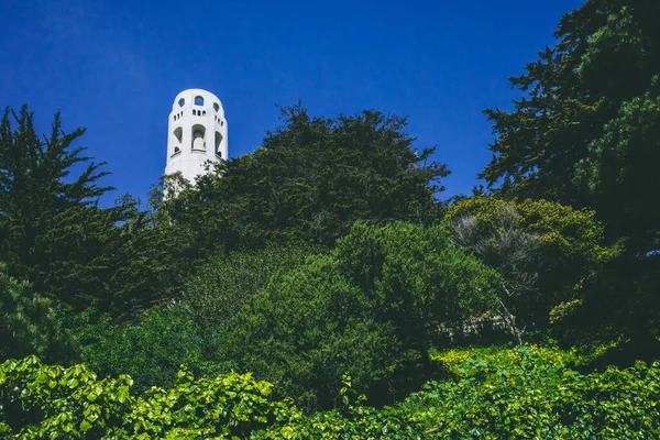 Coit Tower Nad Drzewami Wzgórzu Telegraph Hill San Francisco Kalifornia — Zdjęcie stockowe
