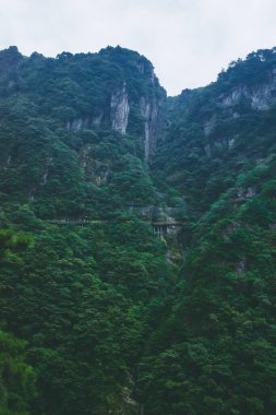 Çin Jiangxi 'deki Wugong Dağı' nın tepesindeki kayalıklarda ağaçlar.