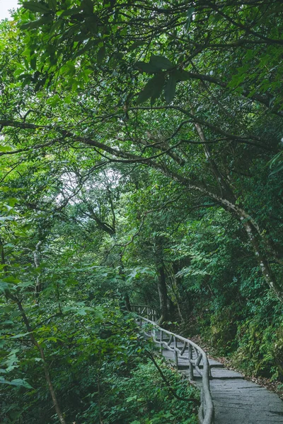 Sendero Entre Árboles Cima Montaña Wugong Jiangxi China — Foto de Stock