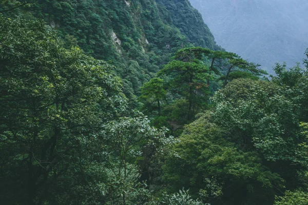 Çin Jiangxi 'deki Wugong Dağı' nın tepesindeki kayalıklarda ağaçlar.