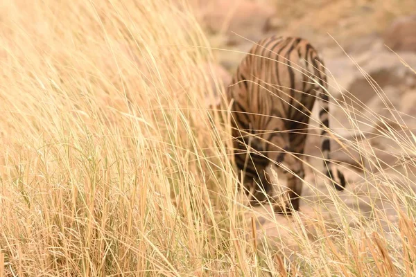 Hierba Tigre Fuera Foco Fondo Percepción Difrente Imagen Del Tigre — Foto de Stock