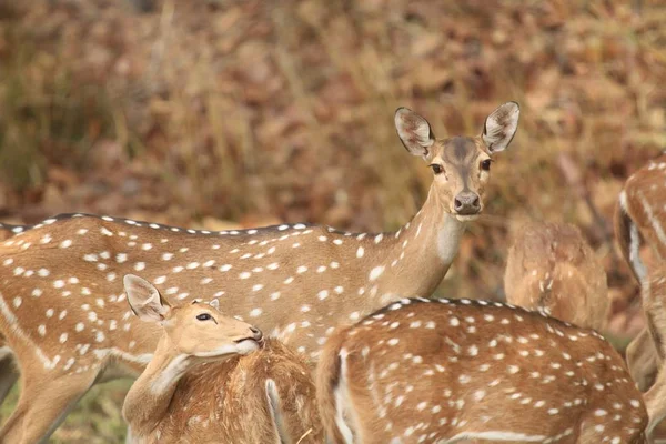 Manchado Rebaño Ciervos Pastando Alertado Parque Nacional Bandhavgarh — Foto de Stock