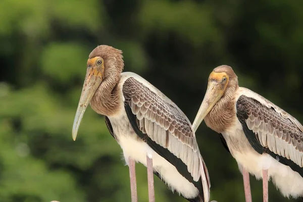 Zwei Gemalte Storchenjungtiere Ruhen Auf Einem Felsen Ranganathittu Vogelschutzgebiet — Stockfoto