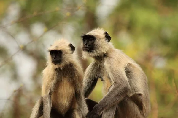 Bandhavgarh 国立公園でリラックスできる2つの灰色のハヌマンラングールまたはハヌマーンハヌマンラングール ストックフォト