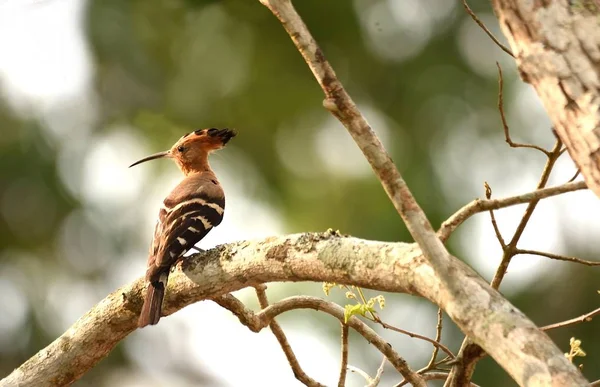 Обыкновенная птица-удод отдыхает на ветке дерева — стоковое фото