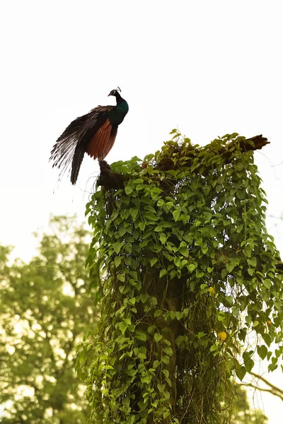 Indische Pfaue ruht sich auf einem Baum aus — Stockfoto