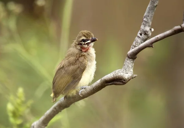 Chick White Browed Bulbul Resting Bush Pearch — Stock Photo, Image