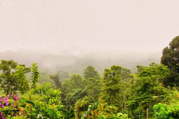 Groene Bossen Bergketens Bedekt Met Mist Mist — Stockfoto