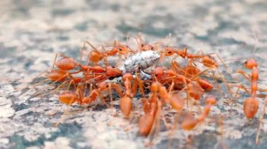 4K Vidyo: Weaver Karıncaları 'nın Küçük Yaprak Noteri' ni döverken videosu.