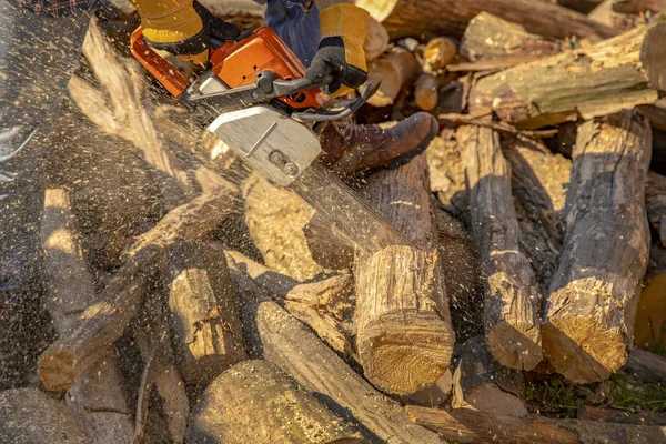 Woodcutter Serra Árvore Com Motosserra Serraria Motosserra Ação Corte Madeira — Fotografia de Stock