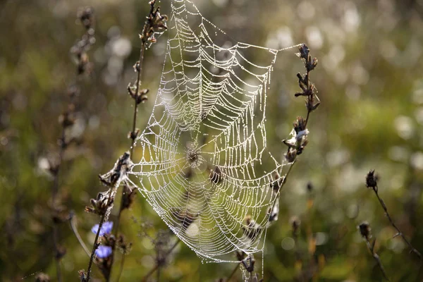 Drops of the water on spider web. Spider web.