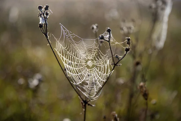 Drops of the water on spider web. Spider web.