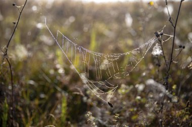 Örümcek ağı üzerinde su damlacıkları. Örümcek ağı.