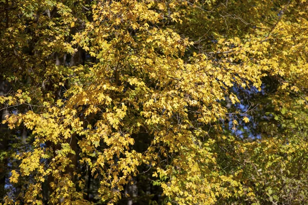 Осенний Пейзаж Осенние Дубовые Листочки Поверхностный Фокус — стоковое фото