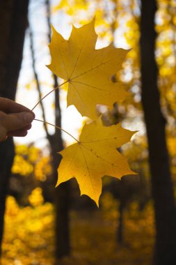 Sonbahar akçaağaç terk el ile renk