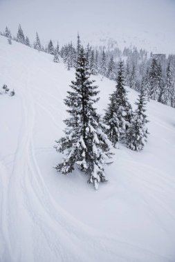 Noel ağaçları ile karlı arka plan.