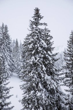 Noel ağaçları ile karlı arka plan.