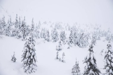 Noel ağaçları ile karlı arka plan.