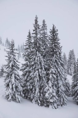 Noel ağaçları ile karlı arka plan.