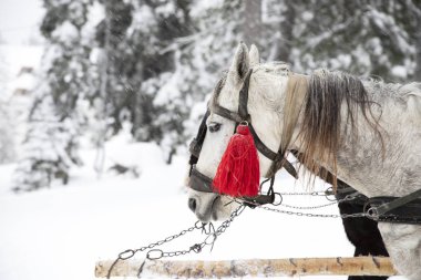 İki kış aylarında çekerek sepeti atlar. Kış sleigh ride.