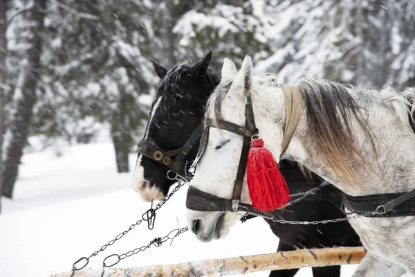 Δύο Άλογα Τραβώντας Καλάθι Χειμώνα Χειμερινή Βόλτα Έλκηθρο — Φωτογραφία Αρχείου