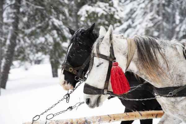 Две лошади тянут повозку зимой. Зимние сани
.