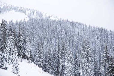 Noel ağaçları kar kaplı. Noel ağaçları karda güzel arka plan.
