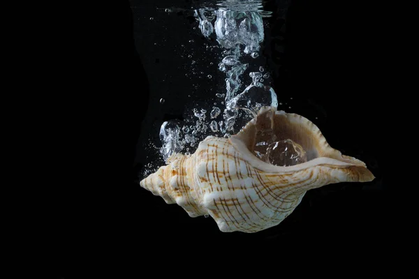 黑色背景上的鸡环会水中的贝壳 带贝壳的水族馆 — 图库照片