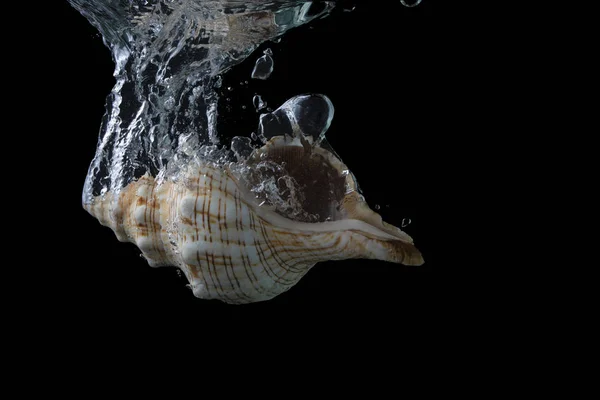 Skořápka Černém Pozadí Shell Vodě Akvárium Granáty — Stock fotografie