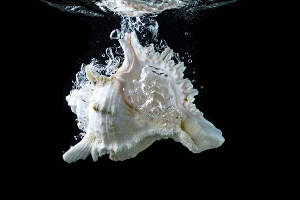 Cockleshell siyah bir arka plan. Su içinde deniz hayvanı kabuğu. Akvaryum — Stok fotoğraf
