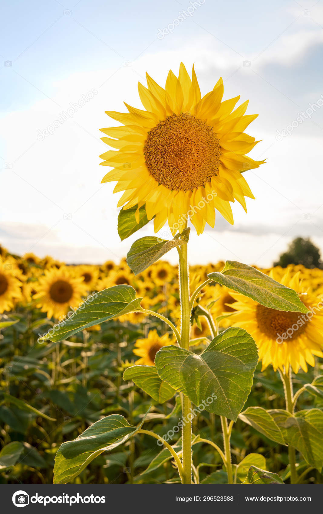 Beautiful sunflower. Field with sunflowers. Sunflower closeup. A