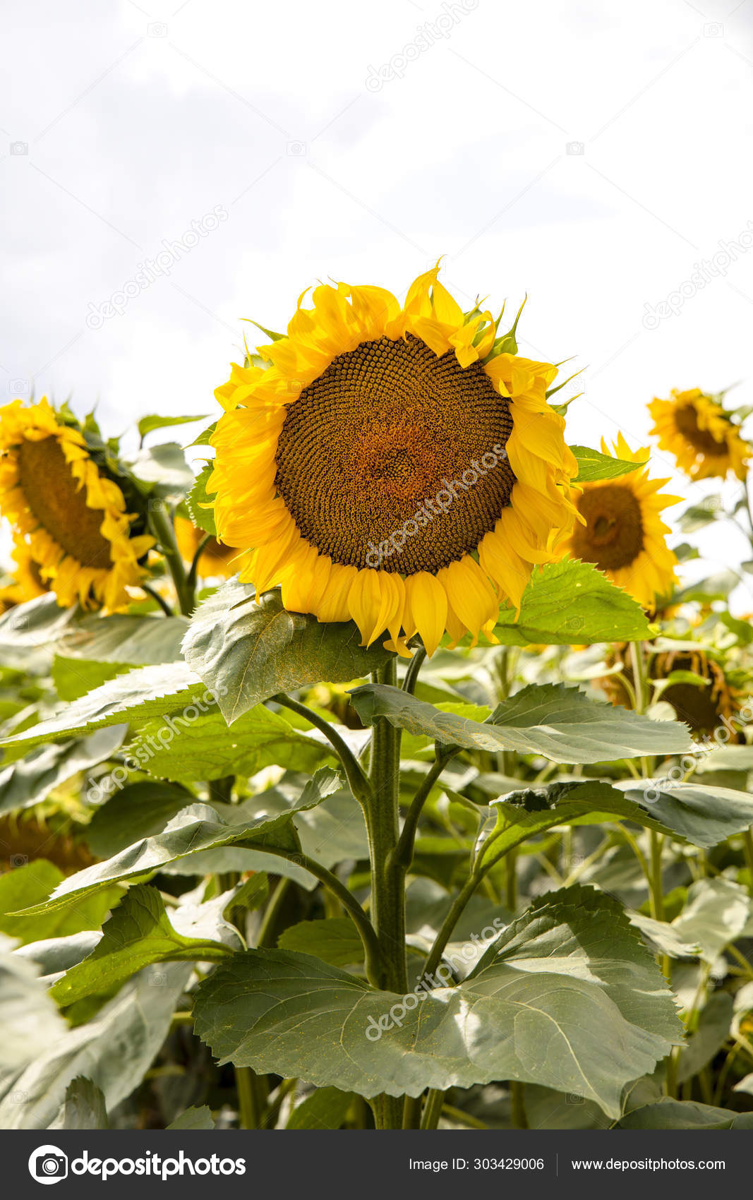 Campo De Girassol Paisagem Close Up Stock Photo C Olivkairishka 303429006