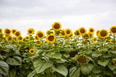 Ayçiçeği tarlası manzarası yakın plan