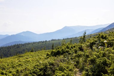 Karpat dağları, orman ve mavi gökyüzü