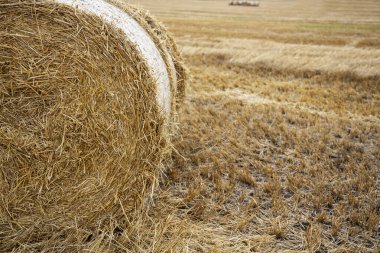 Sahada saman balyaları. Str balyalarıyla güzel bir arkaplan
