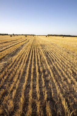 Hasattan sonra büyük sarı tarla. Beau 'nun altında biçilmiş buğday tarlaları