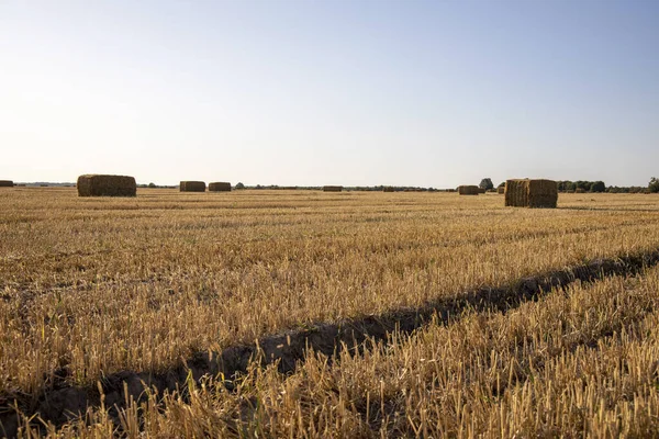 Velké žluté pole po sklizni. Osekaná pšeničná pole pod dojmem — Stock fotografie